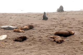 Los lobos marinos machos, llegan a Punta Norte, para marcar territorio