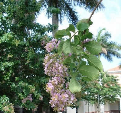 MY OWN ILLUSTRATED STORIES: FLORIDA LILAC AKA CREPE MYRTLE