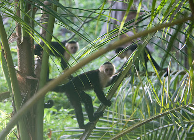Chasing Capuchin Monkeys at 5AM in Costa Rica 