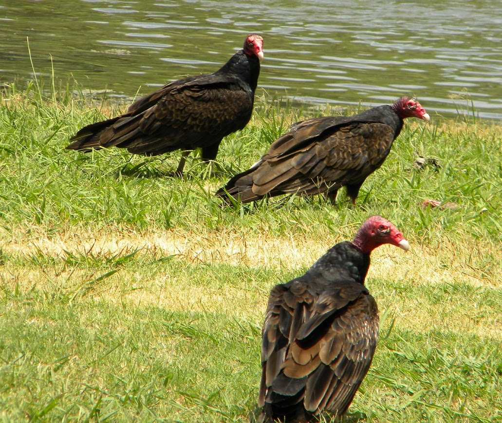 CollectIn Texas Gal Butterflies to Buzzards