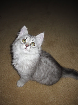 Hypoallergenic grey siberian cat breed