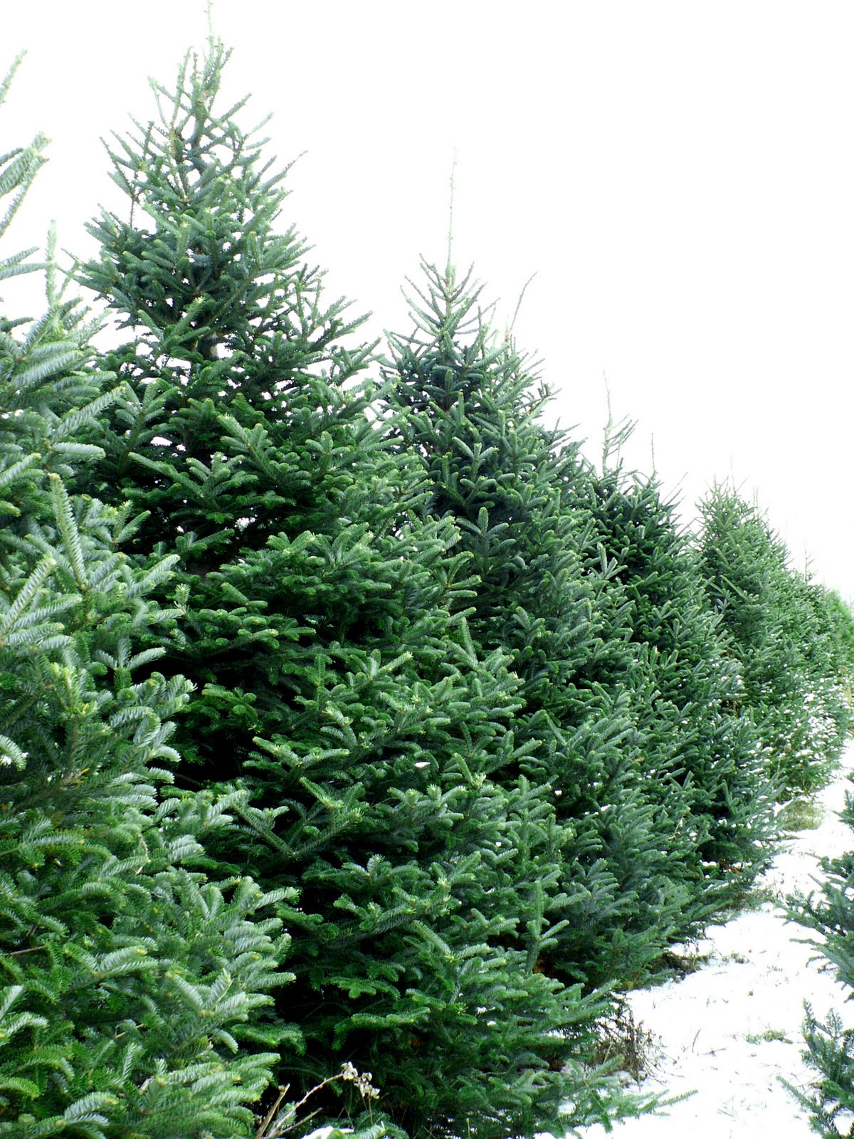 Eckert's Country Store & Farms: O Christmas Tree! O Christmas Tree!