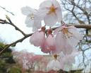 Cherry Blossoms