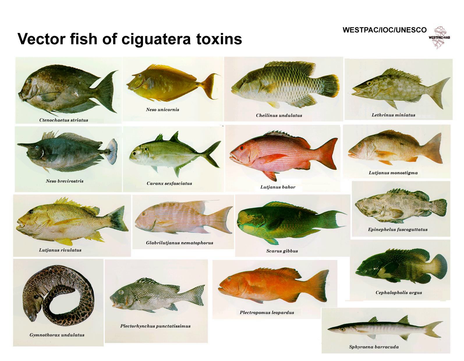 Ada berapa jenis ikan di laut