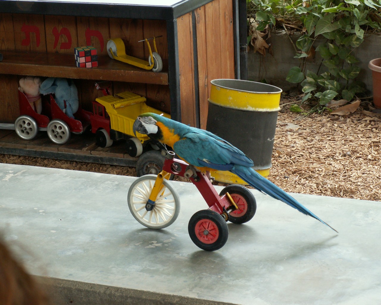 Post animal. Попугай на велосипеде. Велосипед для волнистого попугая. Попугай ара на велосипеде. Попугаи трюки.