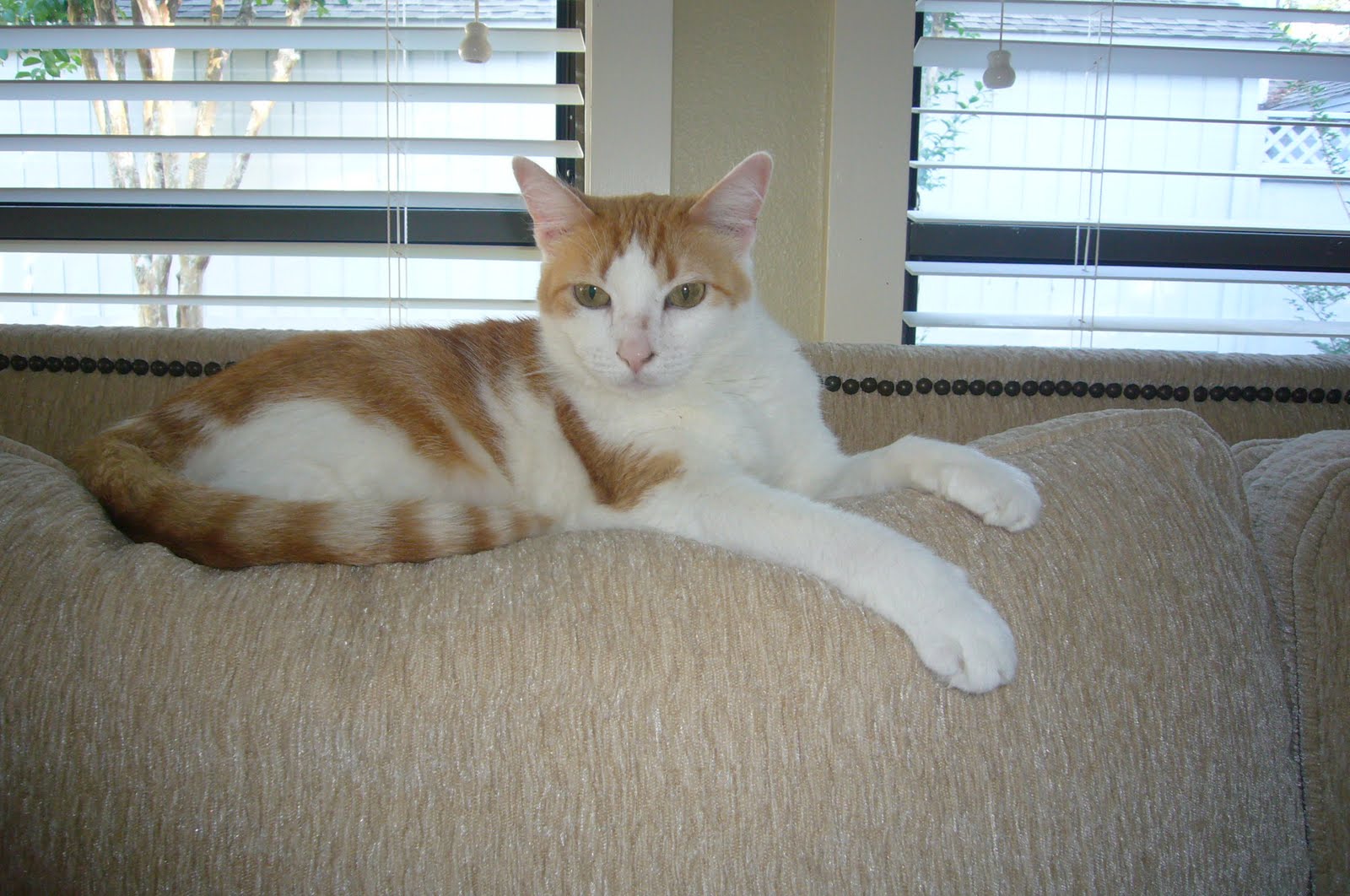 Queenie Sweet Cat Looking For Forever Home
