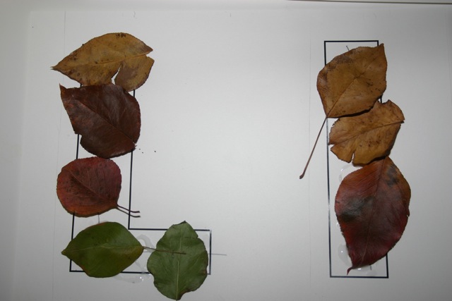 [L for leaf.jpg]