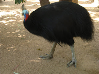 Australien 2009: Australische Tiere