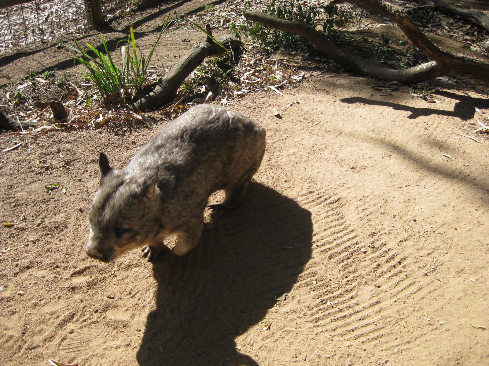Australien 2009: Australische Tiere