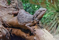 [male vs female eastern bearded dragon]