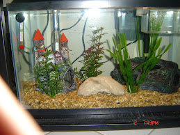 My 10 Gallon Tank