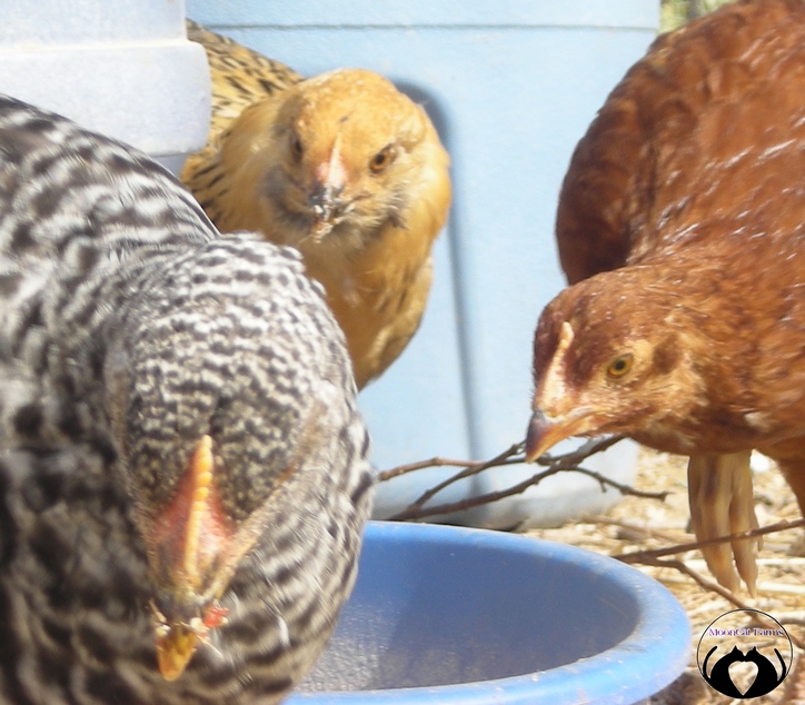 MoonCat Farms Meanderings Velociraptor Chickens