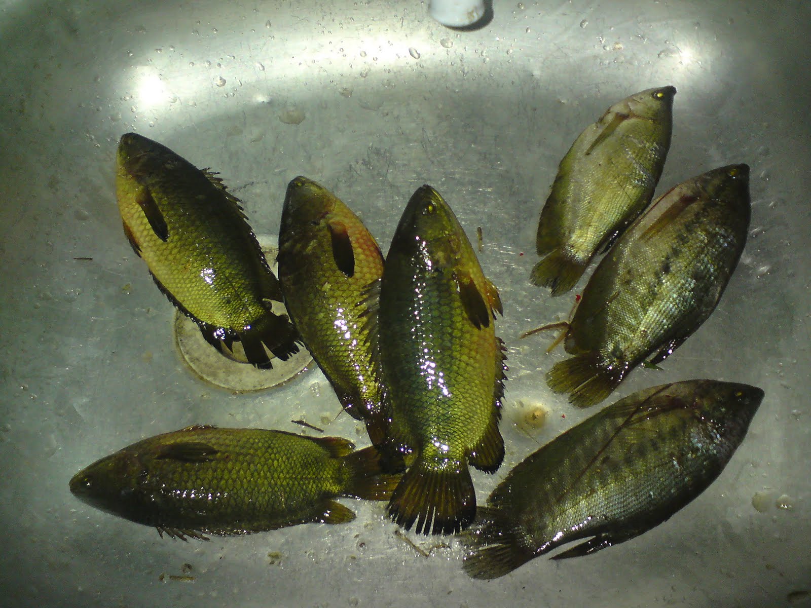 JoR@n B@mBu: Menjaring Puyu dan Sepat..
