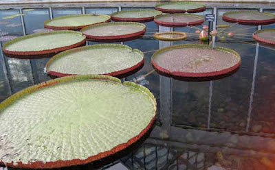 Water lily with huge flat leaves and raised edges radiating from a center