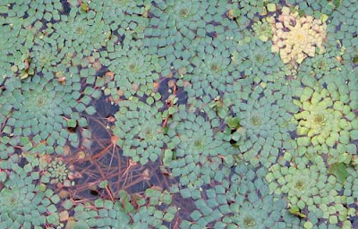Small square green leaves in a pattern on the surface of the water, looking just like a mosaic