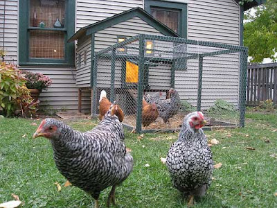 Hens in an urban backyard with wire chicken run in the background