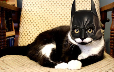 Black white tuxedo cat with cat-sized Batman mask, including pointy ears