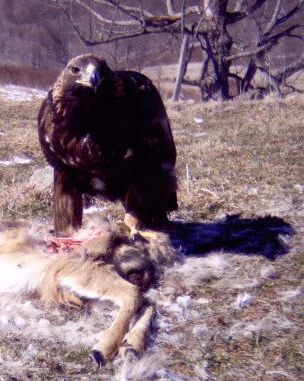 2-3 year Golden Eagle