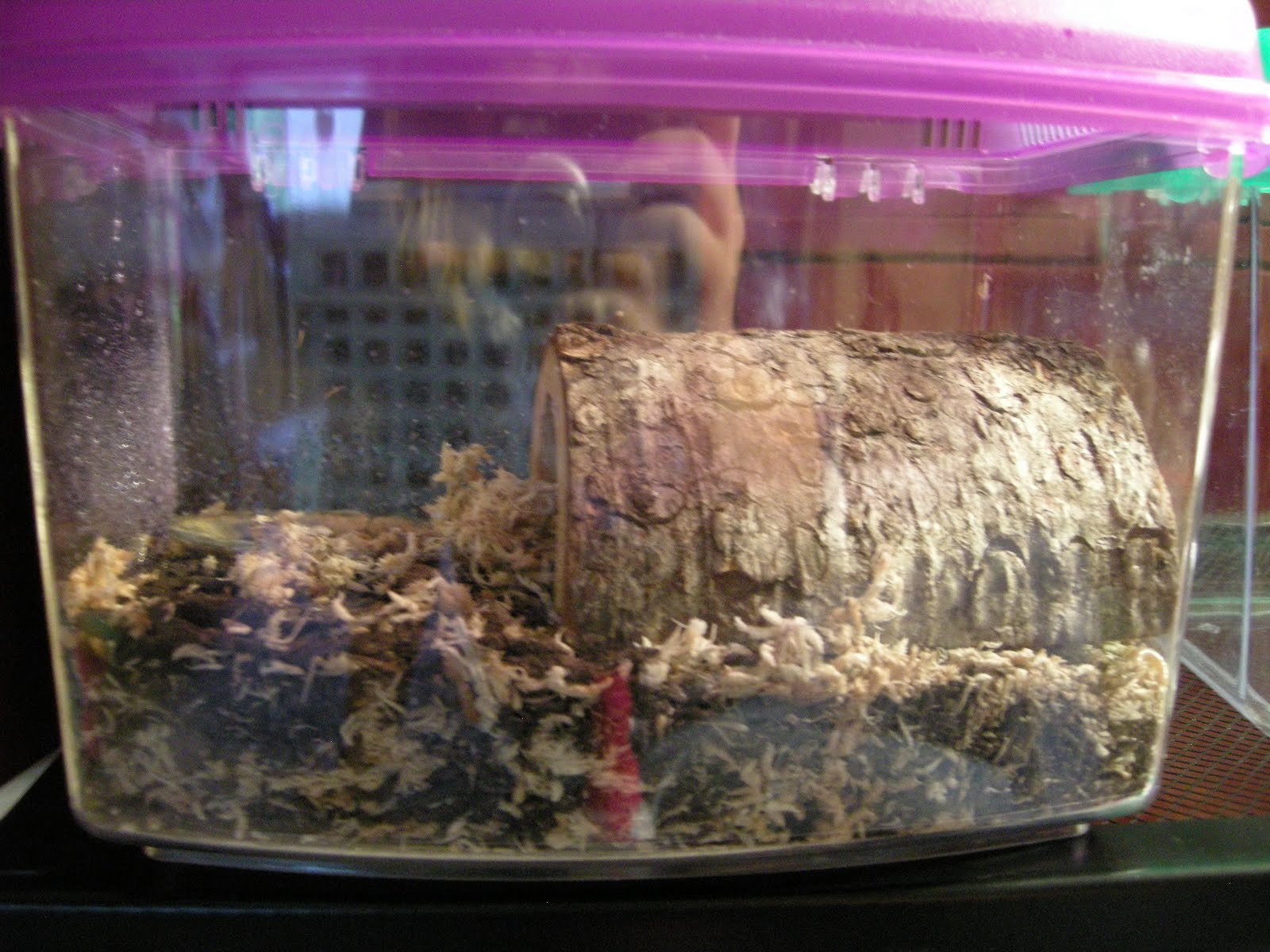 Bugs N Things Tarantulas as pets and how to care for them