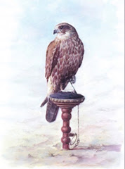 Water colour