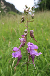 toadflax endemic flying birds three posada valle del hotel peninsula linaria iberian