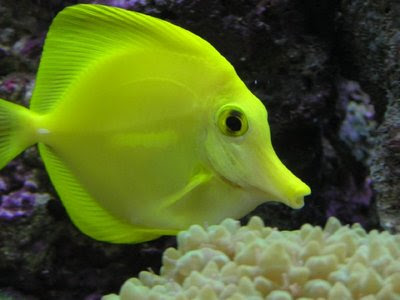 Choosing A Saltwater Fish Tank