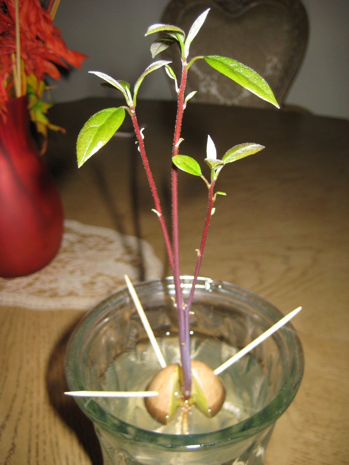 Avocado Tree Grown From Seed Avocado Tree in a Vase Update