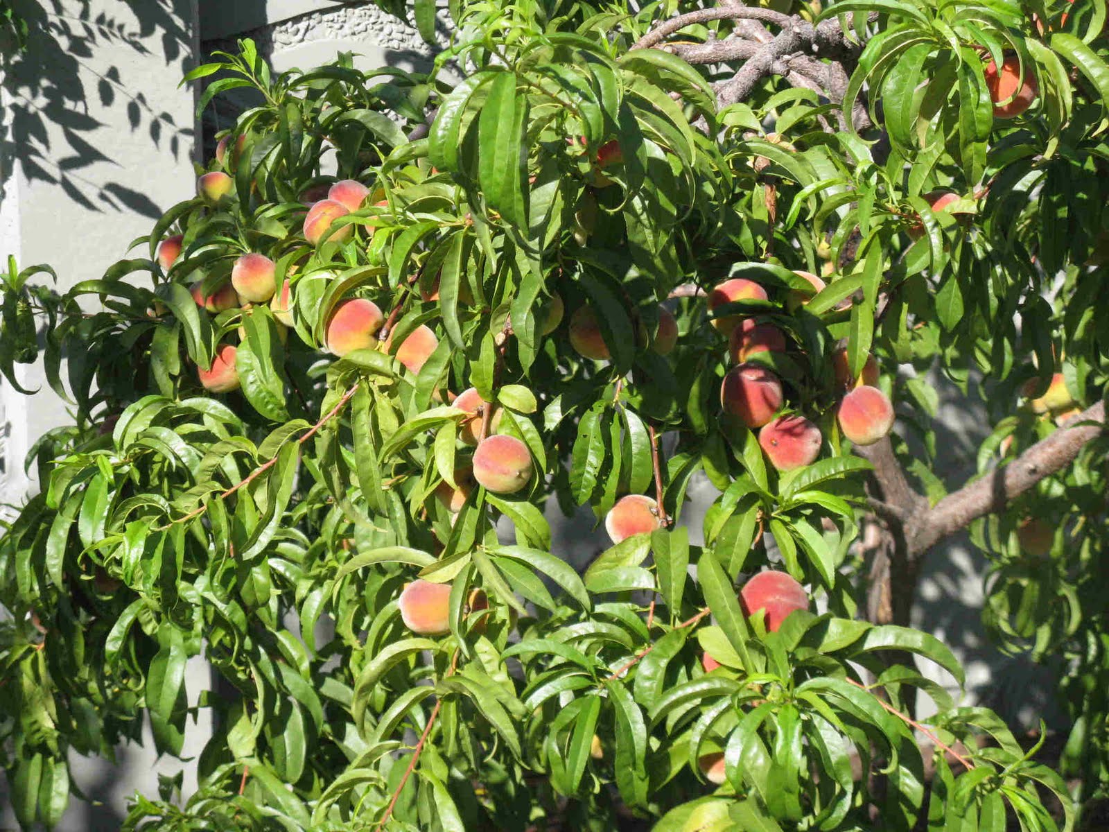 pix zee miniature peach tree for sale