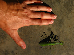 Praying Mantis