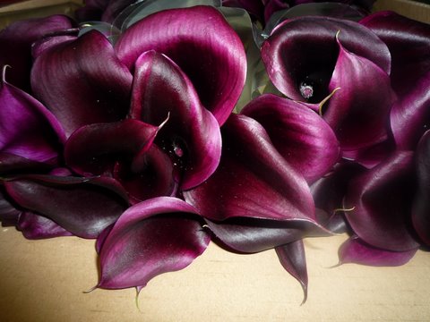 Calla Odessa