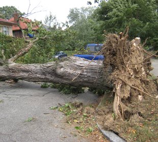 [Lousiville+downed+tree.jpg]