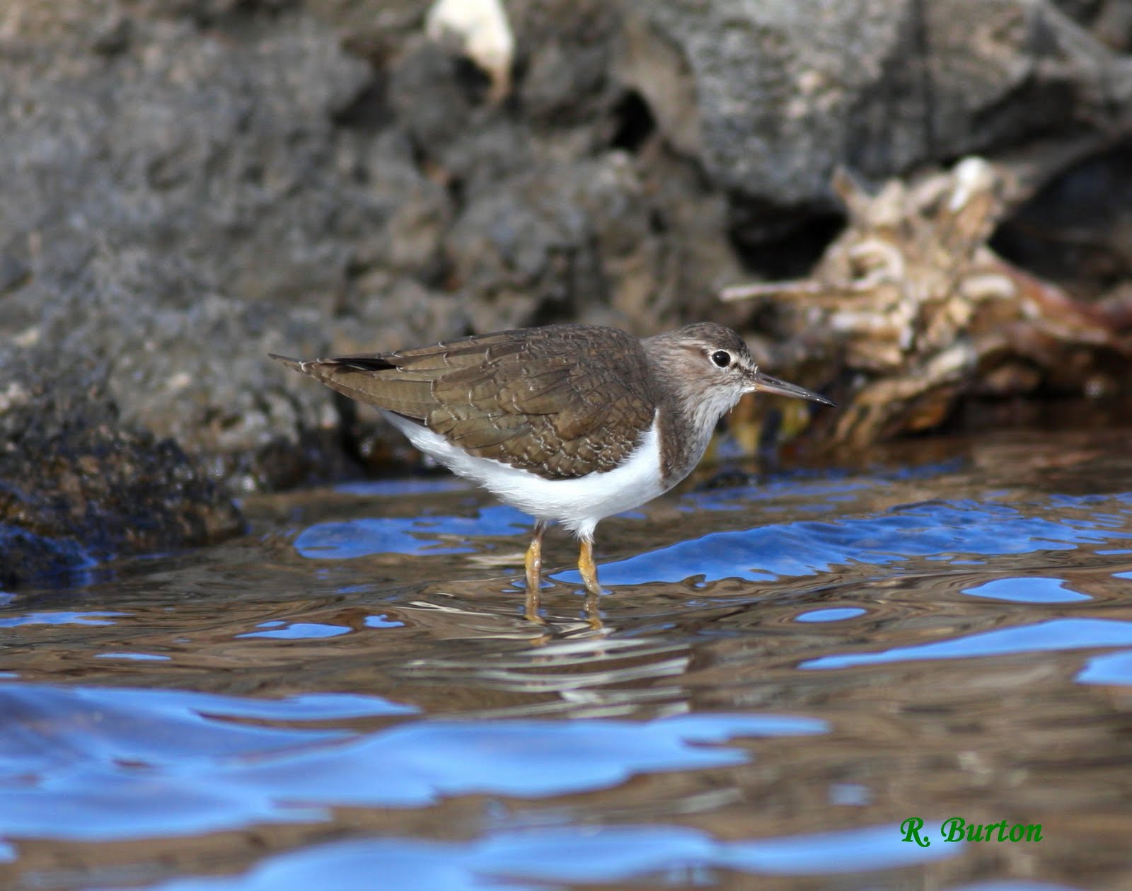 La Palma Birds Spotted Or Common Sandpiper 