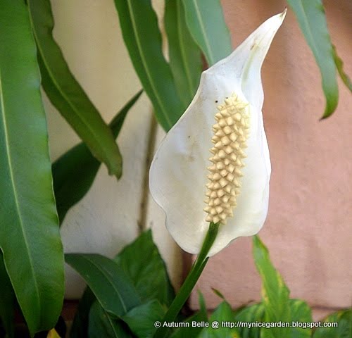 Ruby Slippers Oakleaf Hydrangea A Great Plant