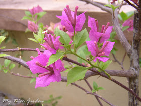 Powell River Books Blog Coastal Bc Plants Evergreens
