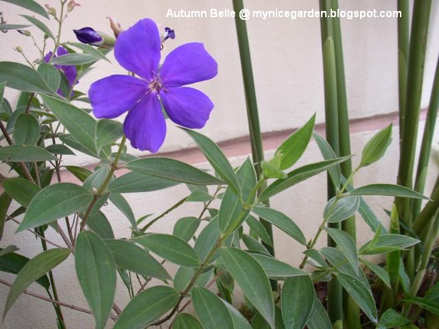 Ruellia Brittoniana Purple Showers Mexican Petunia Or Ruellia