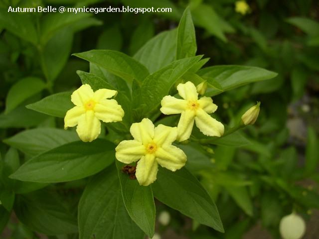 Dwarf Snowflake Mock Orange
