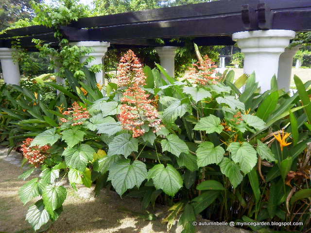 Beechwood Landscape Architecture And Construction Goldflame Spirea