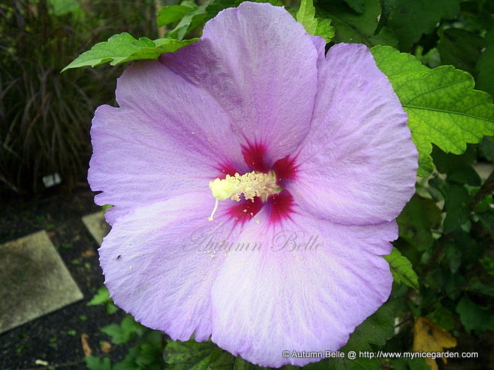 My Nice Garden Hibiscus syriacus, The National Flower of South Korea