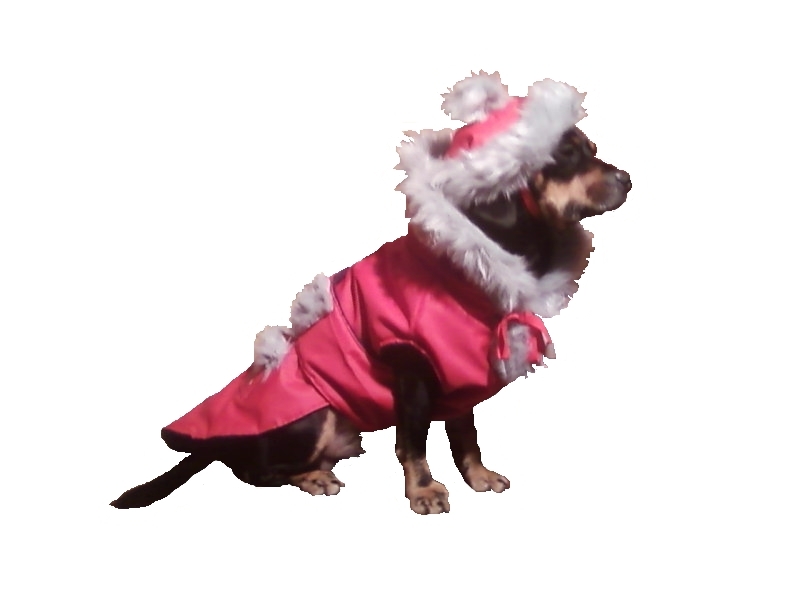 [BLACKY+IN+COSTUM+CHRISMAS+PRELUCRAT.jpg]