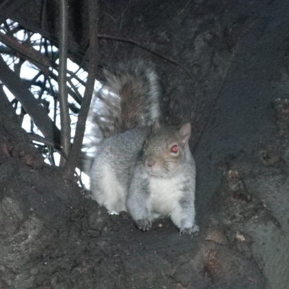 grey squirrel in Green Park