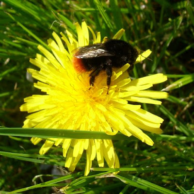 bumble bee red tailed english