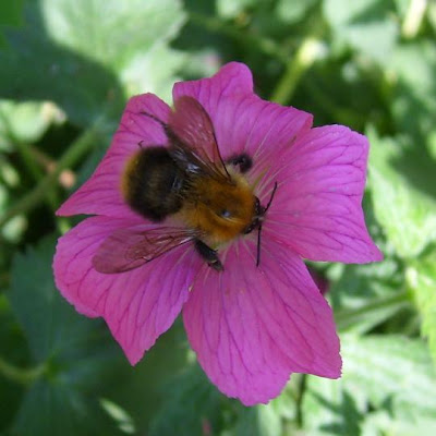bee, unknown insect