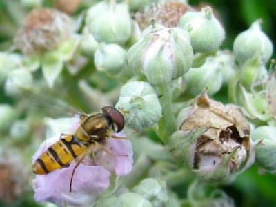 hoverfly, similar to Syrphus ribesii
