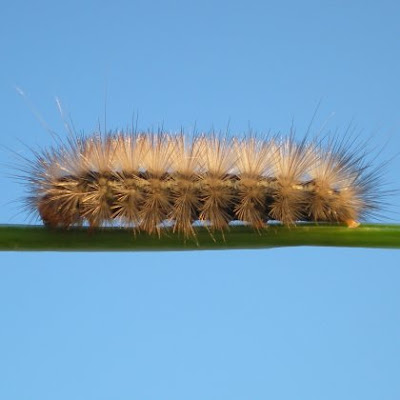hairy caterpillar on elder stem