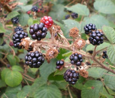black bobbly fruit on a spiny plant