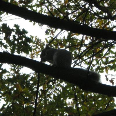 grey squirrel, sciurus carolinensis
