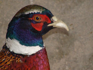 ringneck pheasant feroz