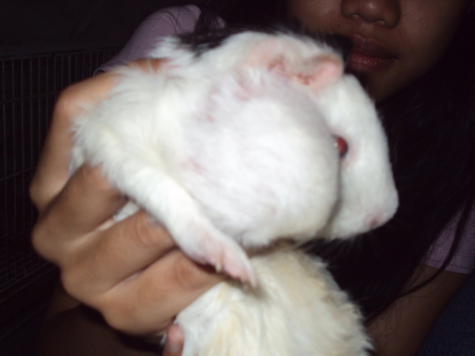 JA GUINEA PIGS FARM Guinea Pig abscess