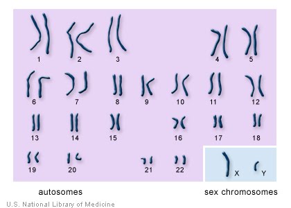 INFORMATION ABOUT DNA: How many chromosomes do people have?