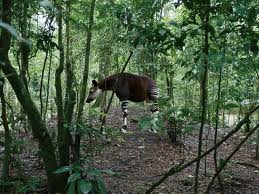 LOS ECOSISTEMAS: EL OKAPI